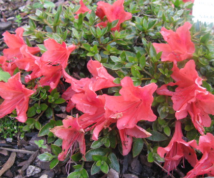 Rhododendron nakaharae 'Mariko' 